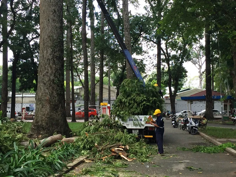 Cành cây rơi xuống đè trúng một cụ bà và khiến nhiều người đang chơi trò pokemon chạy tán loạn. 